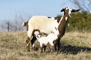 Mammals Prints: US, TN. Domestic goat nurses kid