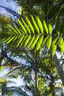 U.S. Virgin Islands, St. Thomas. St. Peter, tropical vegetation