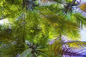 U.S. Virgin Islands, St. Thomas. St. Peter, palm trees