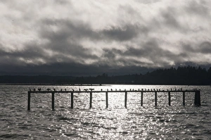 Rich Passage Prints: US, WA, Bainbridge Island, Rich Passage. Flock of cormorants (Phalacrocoracidae)