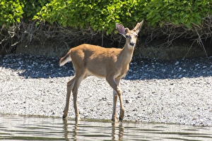Images Dated 25th June 2015: US, WA, Bainbridge Island. Young Columbian black-tailed deer buck with one deformed antler