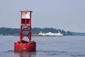 Salish Sea Prints: US, WA. California Sea Lions (Zalophus californianus) on channel marker buoy