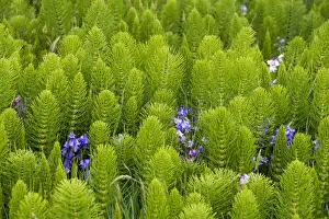 Horsetail Prints: US, WA, Horsetail, Equisetum, Wild Hyacinth along trail Grays Harbor NWR