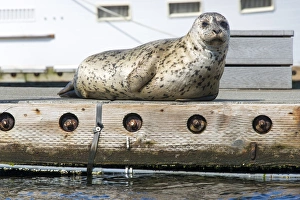Mammals Prints: US, WA, Poulsbo. harbor seal haul out on dock. Acclimated to boat traffic