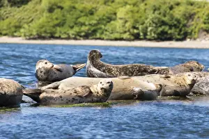 Mammals Prints: US, WA, Poulsbo. Harbor seal haul out. Liberty Bay