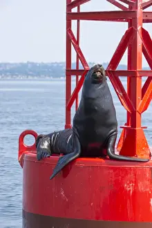 Mammals Prints: US, WA Puget Sound, California Sea Lion (Zalophus Californianus) poses on channel
