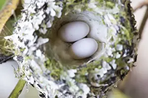 Images Dated 9th May 2015: US, WA, Rufous Hummingbird (Selasphorus rufus) nest with eggs