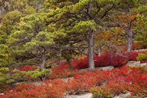 Images Dated 14th October 2017: USA, Acadia National Park, Maine. Red blueberry bushes along drive