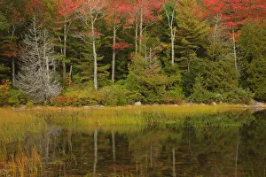 Images Dated 11th October 2017: USA, Acadia National Park, Maine. Fall reflections at Bubble Pond