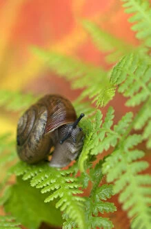 Images Dated 28th September 2006: USA, Adirondacks, Snail on Fern in Fall. Credit as: Nancy Rotenberg / Jaynes Gallery