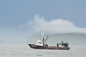 Images Dated 11th August 2011: USA, AK, Inside Passage. Commercial fishing major industry of Inside Passage