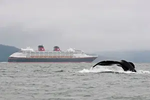 Se Alaska Prints: USA, AK, Inside Passage. Humpback Whale (Megaptera novaeangliae) dives with Disney