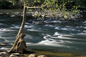 Images Dated 27th January 2005: USA, Alabama, Blount County Budding tree on the riverbank, Locust Fork of the