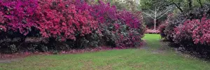 The South Prints: USA, Alabama, Mobile. Colorful azaleas fill Bellingrath Gardens in Mobile, Alabama