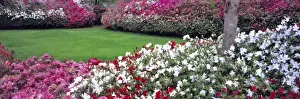 The South Prints: USA, Alabama, Mobile. A wide variety of colorful azaleas fill Bellingrath Gardens in Mobile