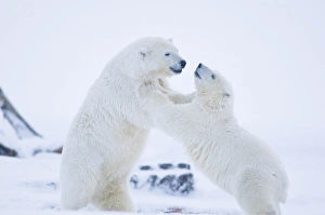 Images Dated 13th October 2008: USA, Alaska, 1002 Coastal Plain of the ANWR. A polar bear, Ursus maritimus, two-year-old