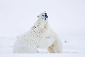 Images Dated 13th October 2008: USA, Alaska, 1002 Coastal Plain of the ANWR. A polar bear, Ursus maritimus, two-year-old