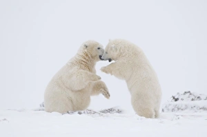 Images Dated 13th October 2008: USA, Alaska, 1002 Coastal Plain of the ANWR. A polar bear, Ursus maritimus, two-year-old
