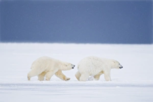Images Dated 13th October 2008: USA, Alaska, 1002 Coastal Plain of the ANWR