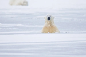 Images Dated 13th October 2008: USA, Alaska, 1002 Coastal Plain of the ANWR