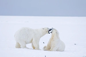 Images Dated 13th October 2008: USA, Alaska, 1002 Coastal Plain of the ANWR