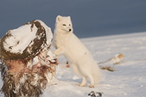 Images Dated 18th October 2008: USA, Alaska, 1002 Coastal Plain of the ANWR. An arctic fox, Alopex lagopus, wearing