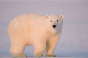 Images Dated 15th October 2008: USA, Alaska, 1002 Coastal Plain of the Arctic National Wildlife Refuge