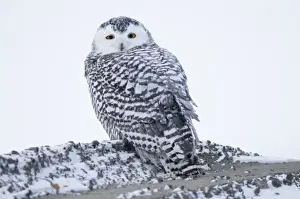 Images Dated 5th October 2008: USA, Alaska, 1002 Coastal Plain of the Arctic National Wildlife Refuge. Juvenile snowy owl