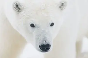 Images Dated 13th October 2008: USA, Alaska, 1002 Coastal Plain of the Arctic National Wildlife Refuge