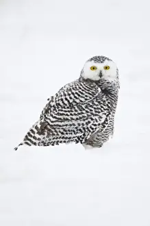 Images Dated 5th October 2008: USA, Alaska, 1002 Coastal Plain of the Arctic National Wildlife Refuge. Juvenile snowy owl
