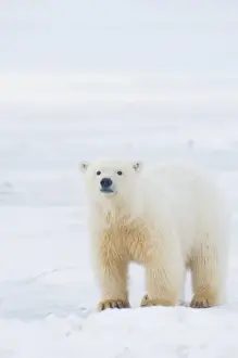 USA, Alaska, 1002 Coastal Plain of the Arctic National Wildlife Refuge. A tagged spring polar bear