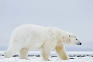 USA, Alaska, 1002 Coastal Plain of the Arctic National Wildlife Refuge. A large adult polar bear