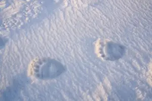 Images Dated 11th October 2008: USA, Alaska, 1002 Coastal Plain of the Arctic National Wildlife Refuge. Footprints
