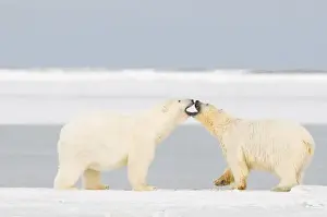 Images Dated 11th October 2008: USA, Alaska, 1002 Coastal Plain of the Arctic National Wildlife Refuge