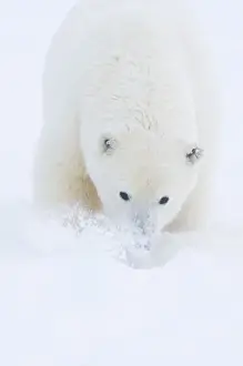 Images Dated 13th October 2008: USA, Alaska, 1002 Coastal Plain of the Arctic National Wildlife Refuge