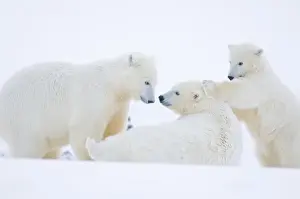 Images Dated 13th October 2008: USA, Alaska, 1002 Coastal Plain of the Arctic National Wildlife Refuge. A polar bear