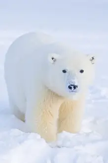 Images Dated 14th October 2008: USA, Alaska, 1002 Coastal Plain of the Arctic National Wildlife Refuge