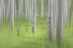 Blur Prints: USA, Alaska. Abstract blur of birch trees