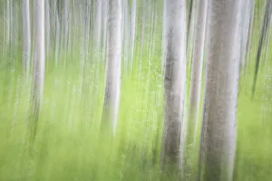 Blur Prints: USA, Alaska. Abstract motion blur of birch trees