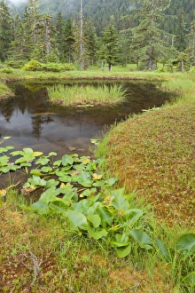 USA, Alaska, Admiralty Island. Scenic of pond and forest
