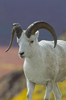 Images Dated 28th August 2011: USA, Alaska. Adult Bighorn sheep