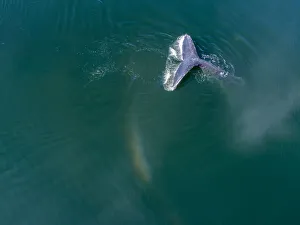 USA, North America, Alaska Prints: USA, Alaska, Aerial view Humpback Whale (Megaptera novaeangliae