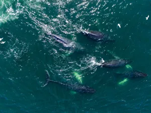 USA, Alaska, Aerial view of Humpback Whales (Megaptera novaeangliae