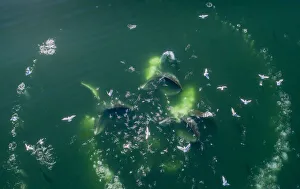 USA, Alaska, Aerial view of Humpback Whales (Megaptera novaeangliae