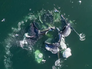 USA, Alaska, Aerial view of Humpback Whales (Megaptera novaeangliae