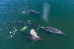 USA, Alaska, Aerial view of Humpback Whales (Megaptera novaeangliae