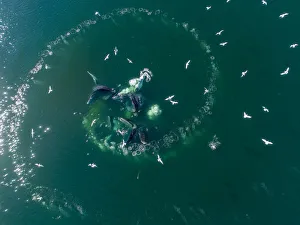 USA, Alaska, Aerial view of Humpback Whales (Megaptera novaeangliae