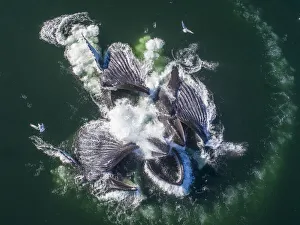 Images Dated 21st October 2018: USA, Alaska, Aerial view of Humpback Whales (Megaptera novaeangliae