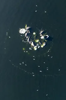 Images Dated 9th October 2018: USA, Alaska, Aerial view of Humpback Whales (Megaptera novaeangliae