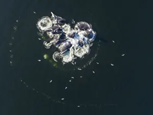 USA, Alaska, Aerial view of Humpback Whales (Megaptera novaeangliae